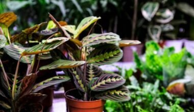 Prayer Plant And How to Care For It